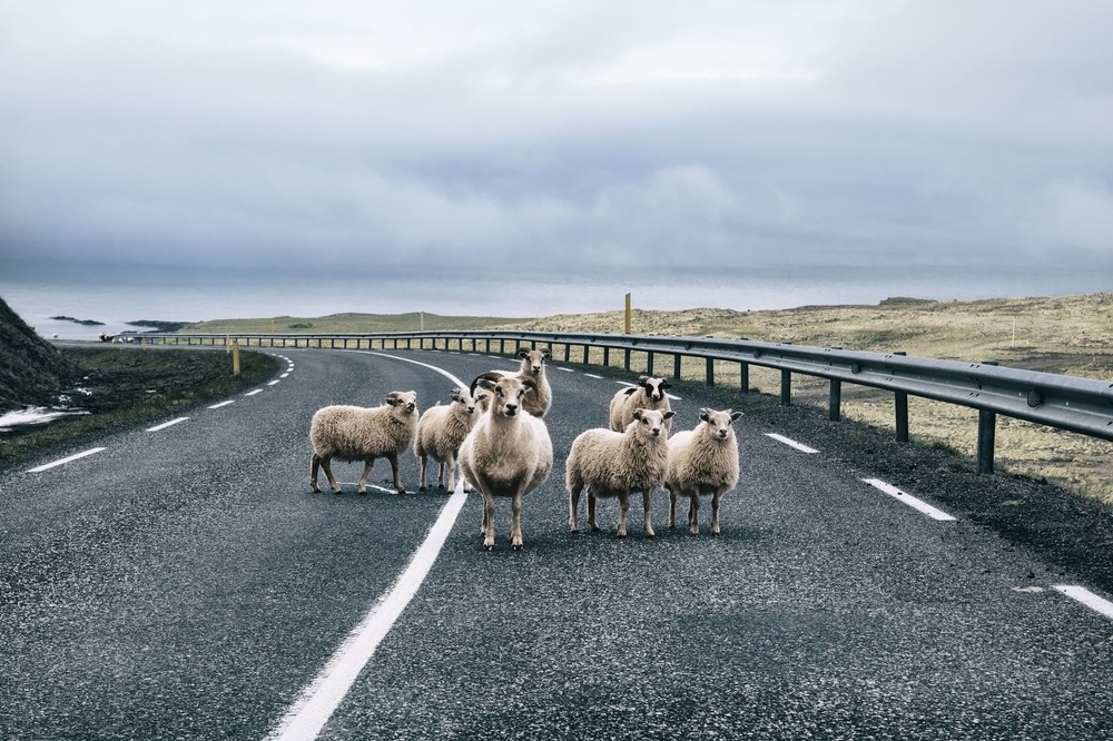 Moutons en Islande