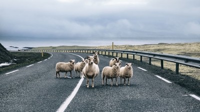 Le Réttir en Islande, une transhumance spectaculaire