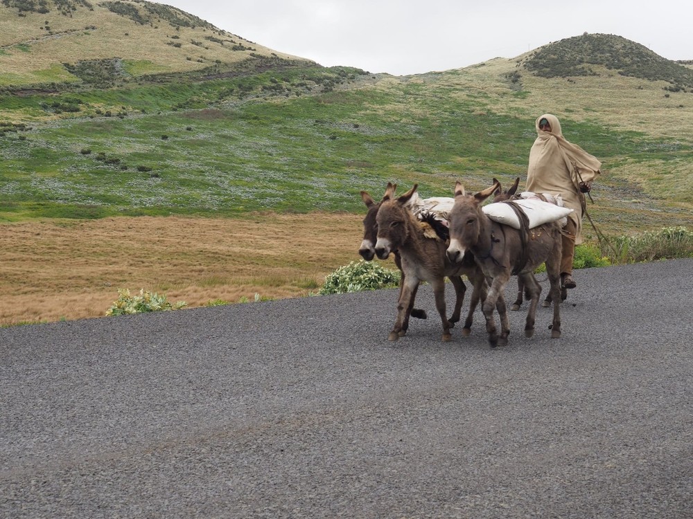 Ânes à Guassa en Ethiopie