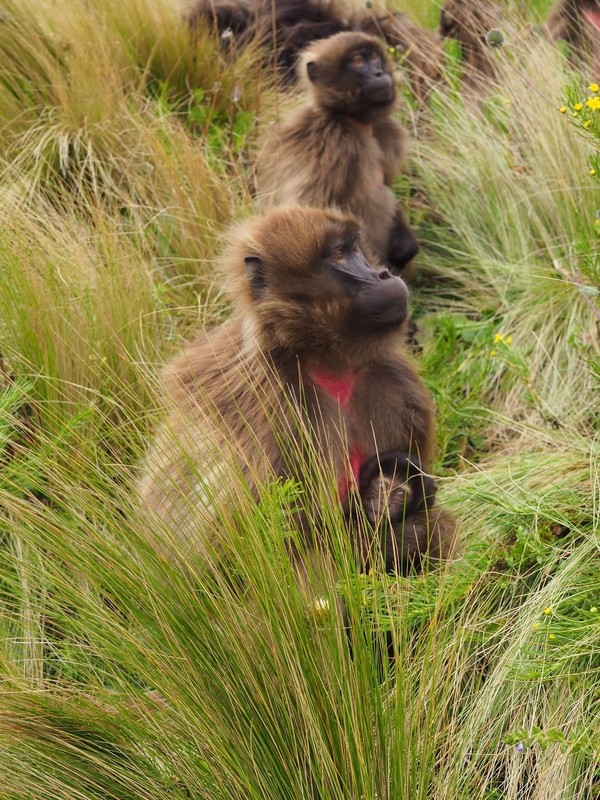 Singes Gelada en Ethiopie