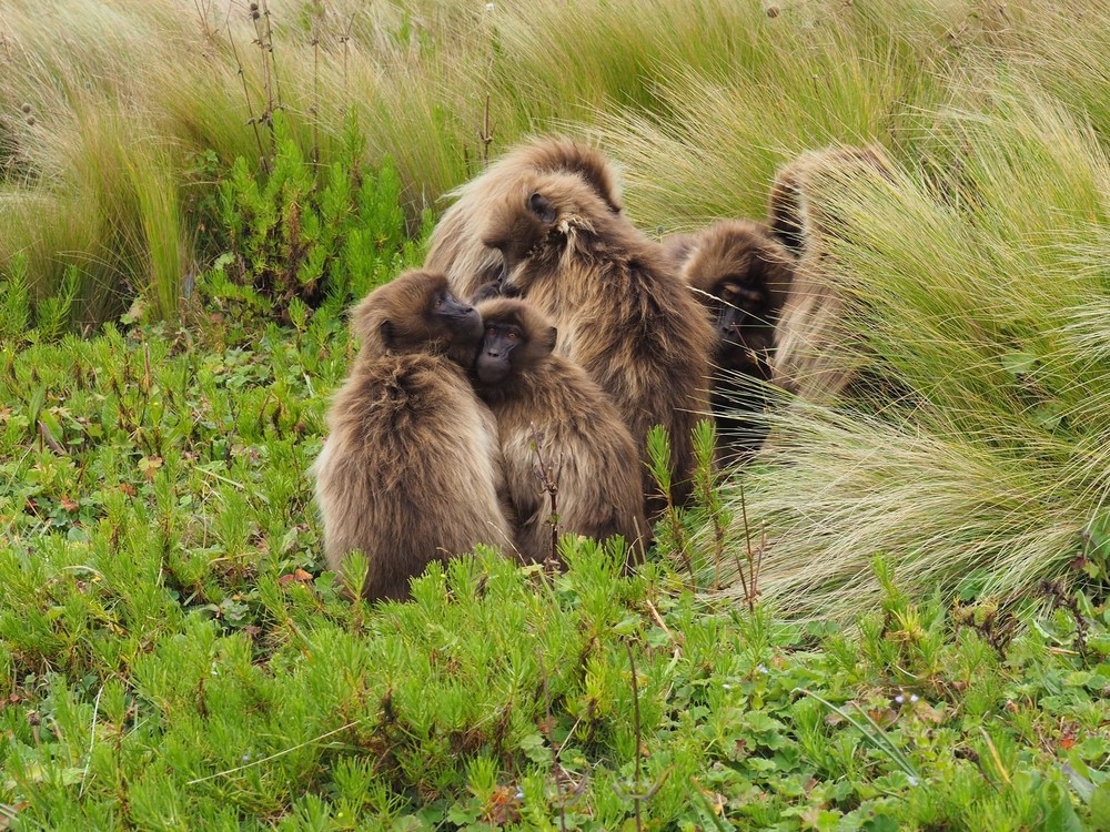 Singes Gelada en Ethiopie