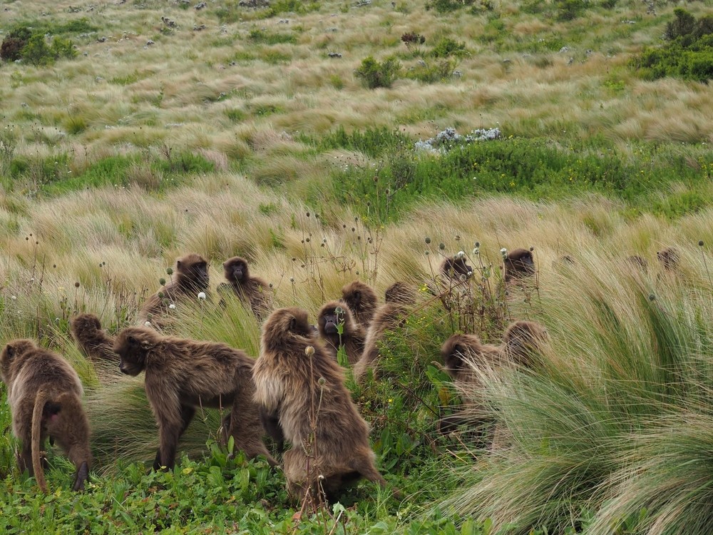 Singes Gelada en Ethiopie