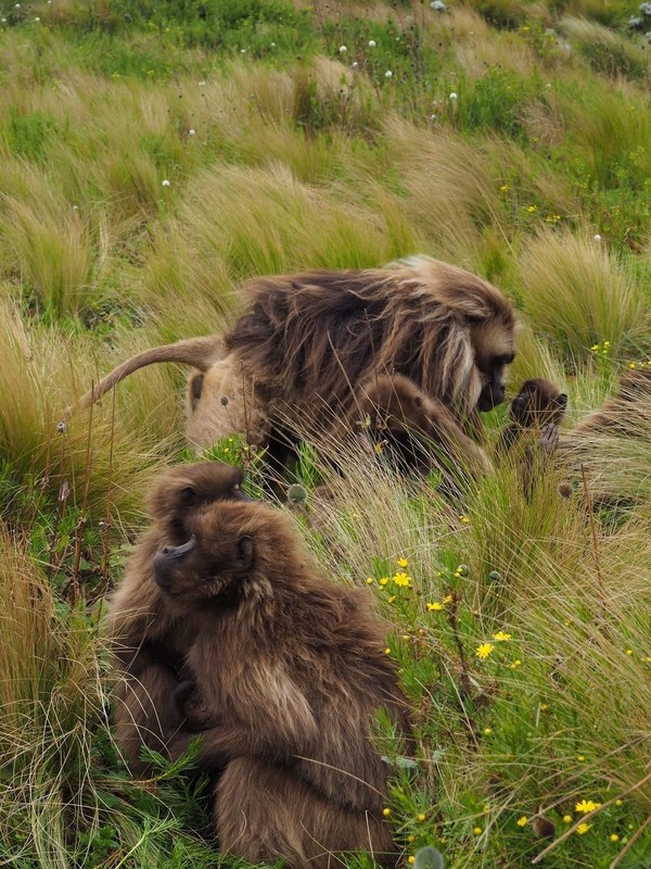 Singes Gelada en Ethiopie