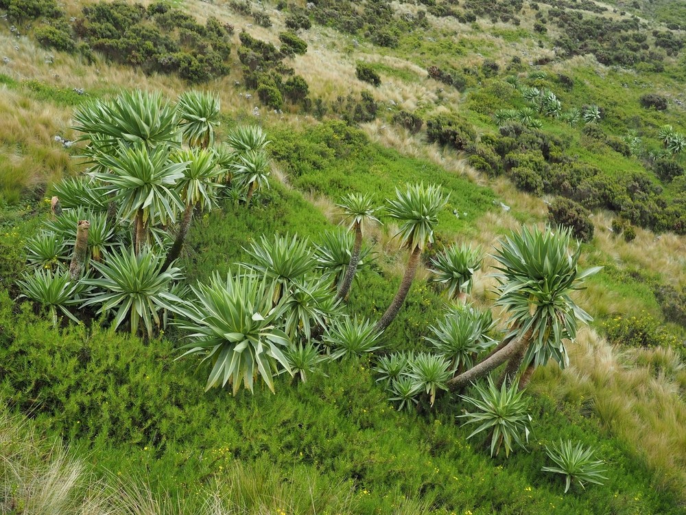 Végétation endémique Guassa