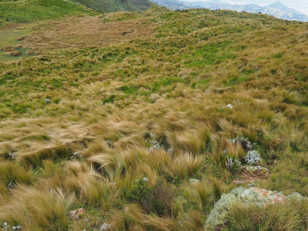 Herbes de Guassa