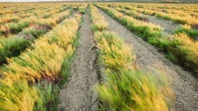 Le rooibos, le nectar de l’Afrique du Sud