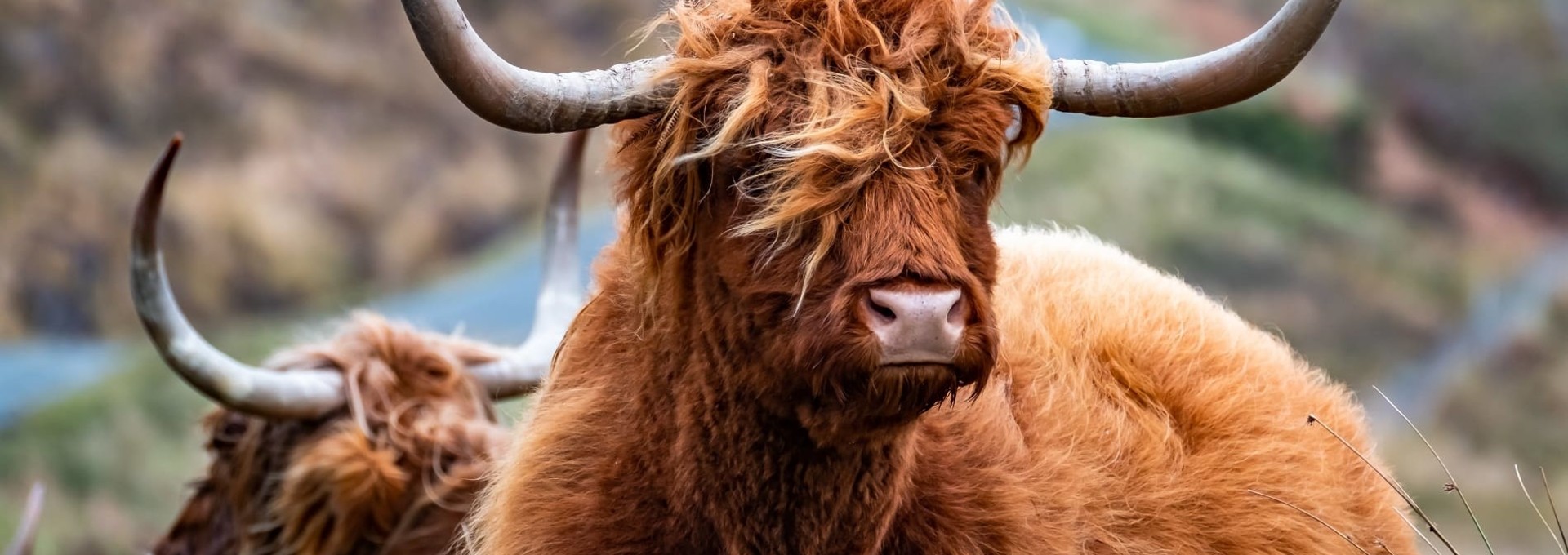 Le meilleur de l’Ecosse en groupe