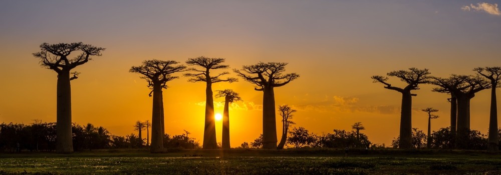 sunset above baobab