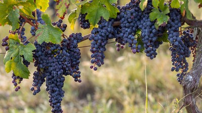 Evasion des papilles