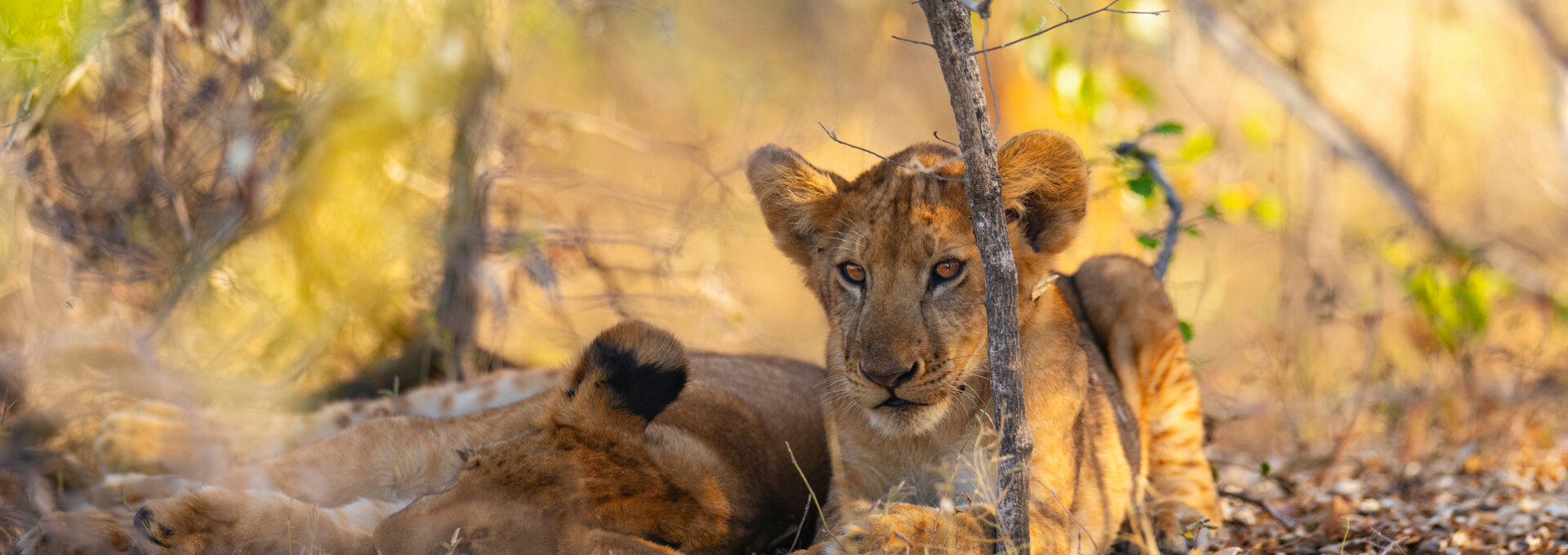 Zanzibar & Sélous : entre paradis tropical et safari authentique