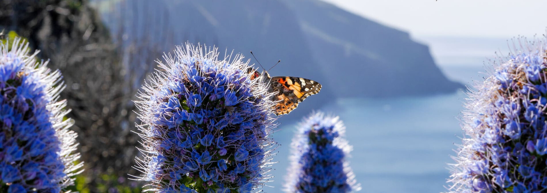 Découverte de Madère en liberté