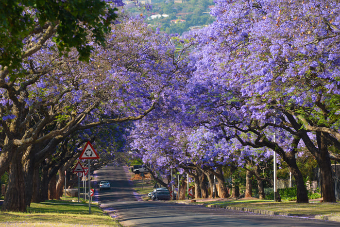 afrique-sud-jacarandas