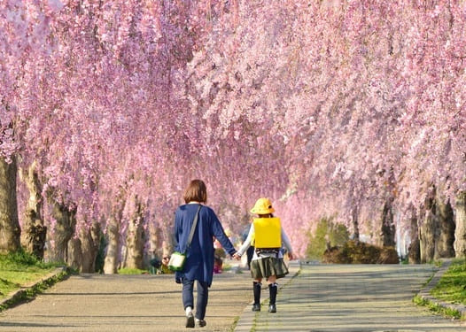 sakura-hanami-japon-famille