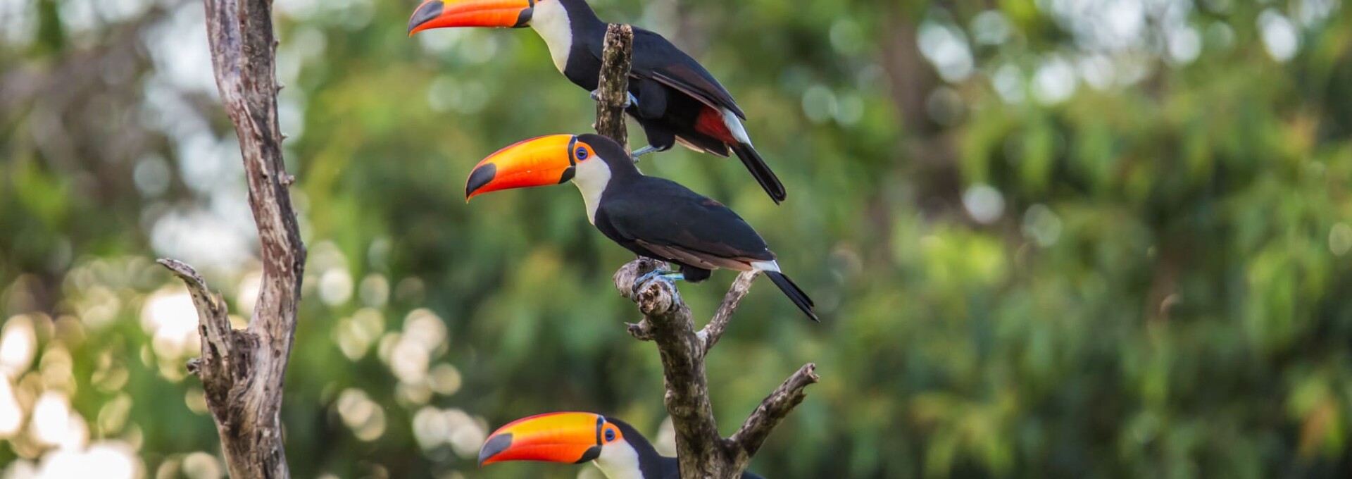 Rêves d’Amazonie : circuit & croisière en Bolivie