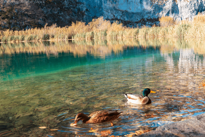 parcs-nationaux-croatie-plitvice