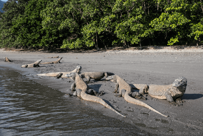 dragon-komodo-parc-national-indonesie