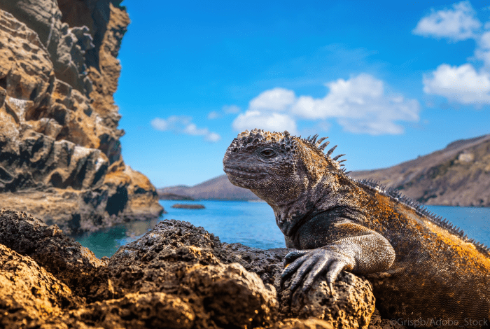 Equateur-galapagos-parc-national-mer