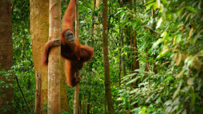 Ma rencontre avec les Orangs-outans en Indonésie