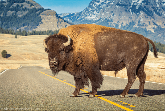 parcs-nationaux-usa-Yellowstone
