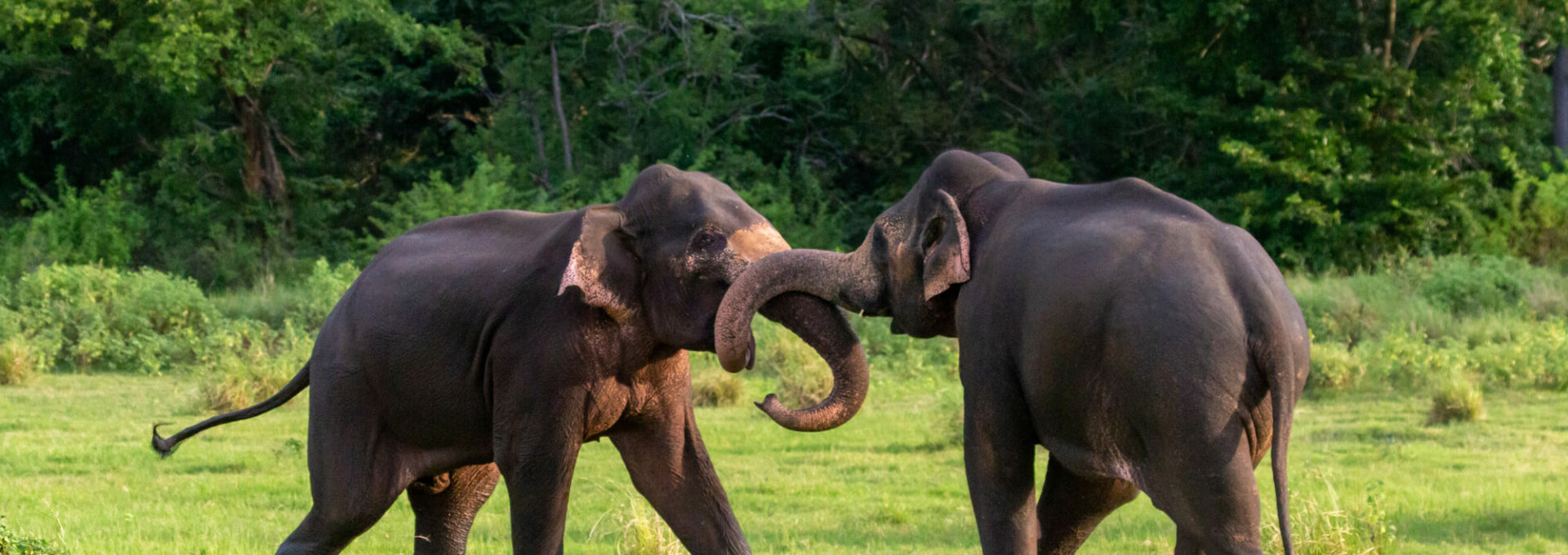 Les trésors du Sri Lanka en famille